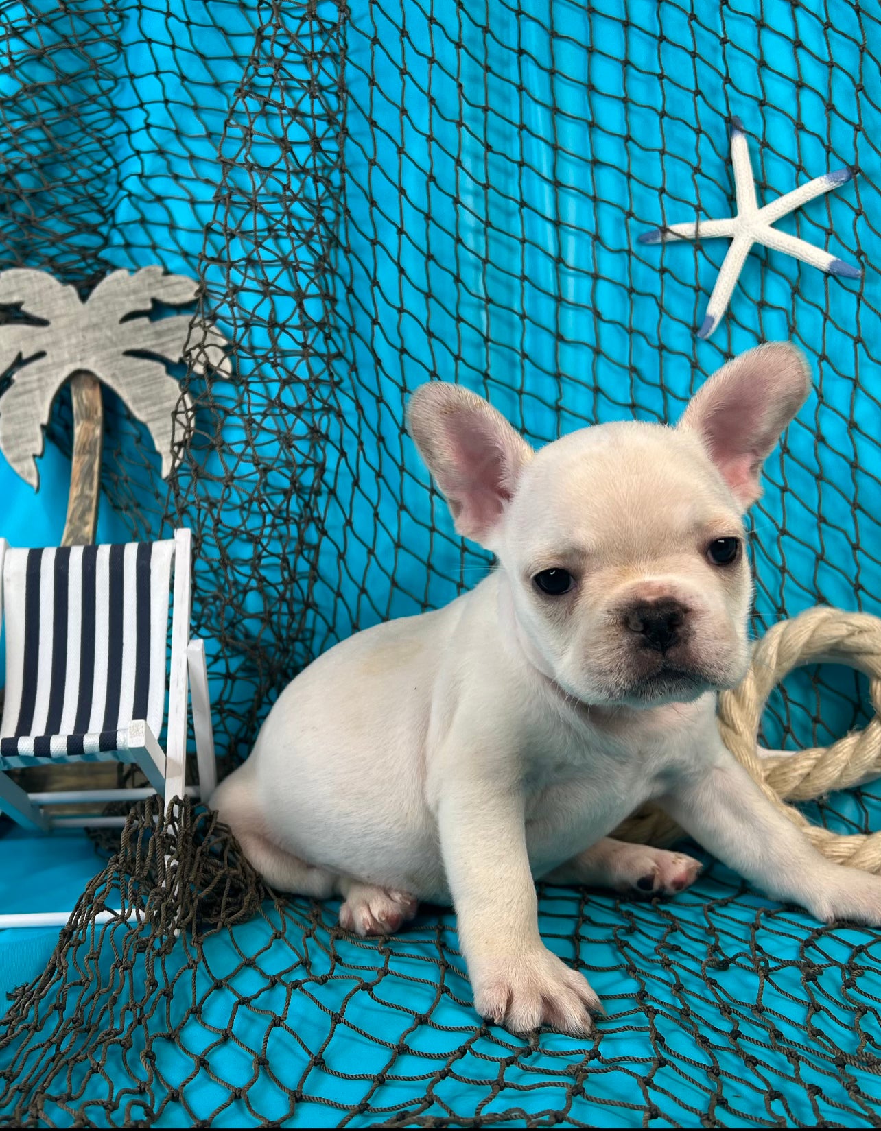 Dog Breeds White Cream French Bulldog Fawn Frenchie Puppy For