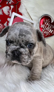 Merle Frenchie with Blue Eyes for Sale by Tarheel Bulldogs in Sanford North Carolina. 8 Weeks of Age