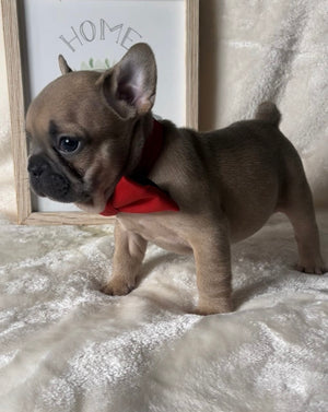Blue Fawn French Bulldog Puppy with a red bow