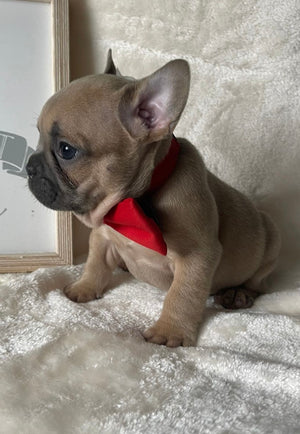 Blue Fawn French Bulldog Puppy with a red bow