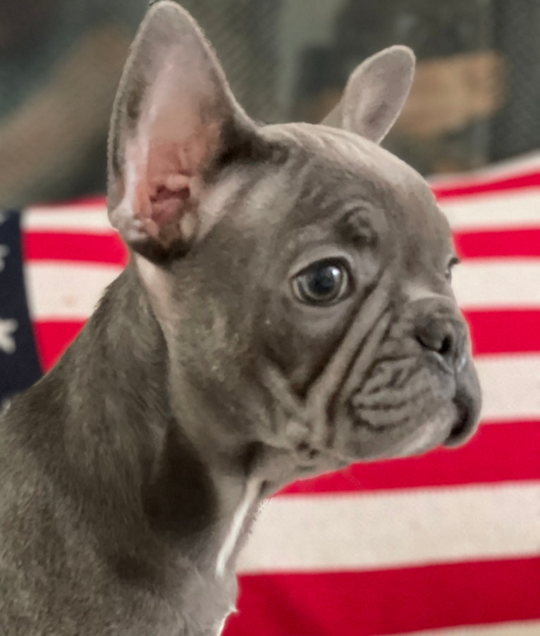 Blue French Bulldog Puppy for Sale by Tarheel Bulldogs