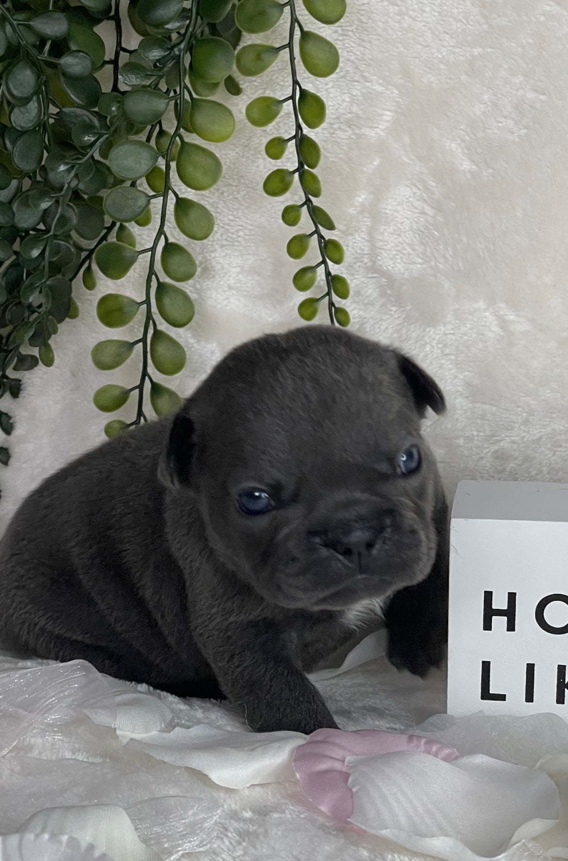 Blue French Bulldog Female with Blue Eyes. Listed for Sale in Sanford NC by Tarheel Bulldogs
