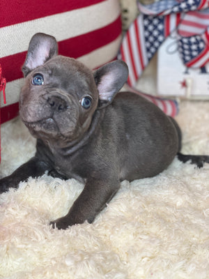 Blue French Bulldog Puppy Male with Blue Eyes. He is for Sale by Tarheel Bulldogs