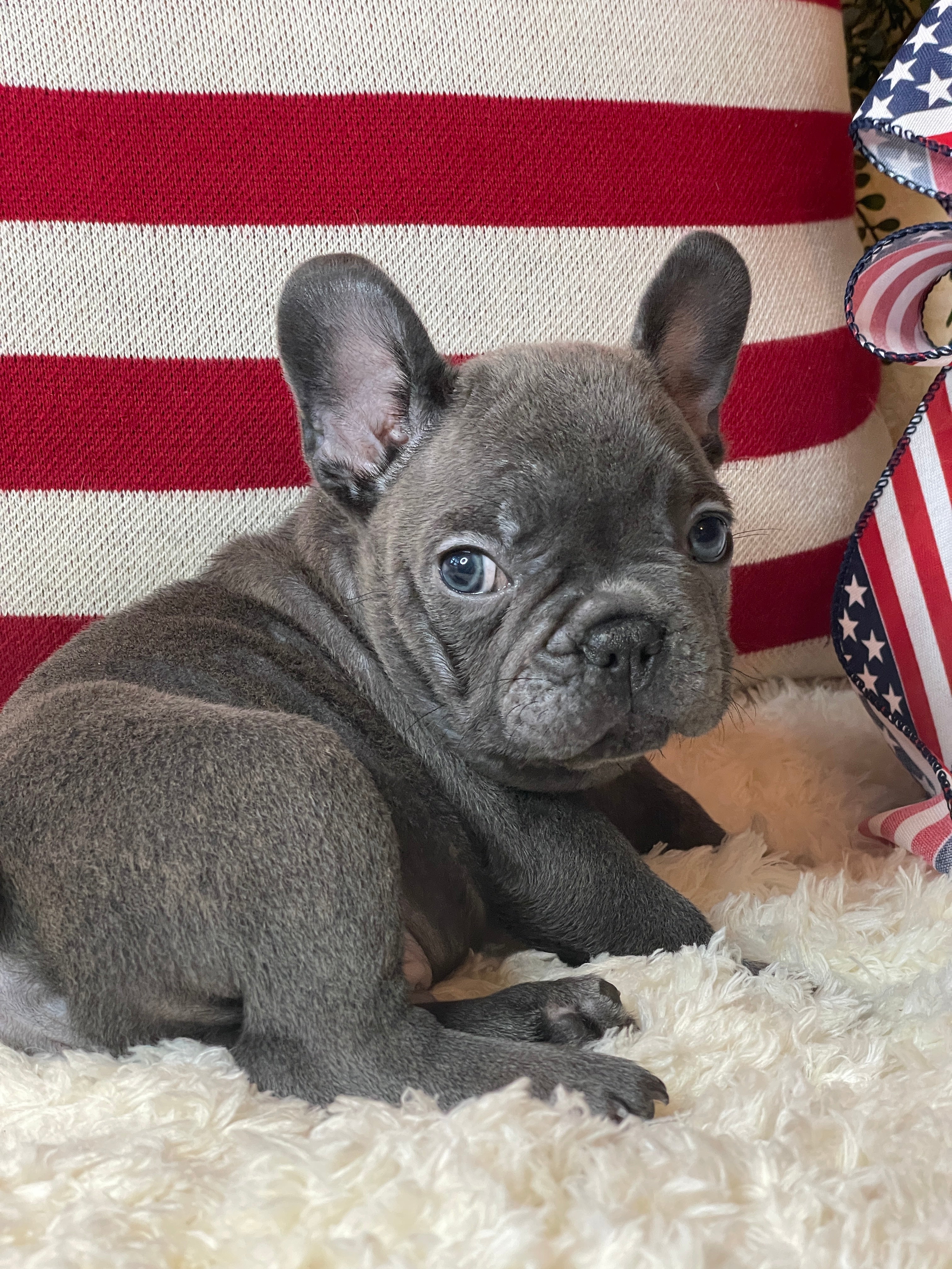 Blue French Bulldog Puppy Male with Blue Eyes. He is for Sale by Tarheel Bulldogs