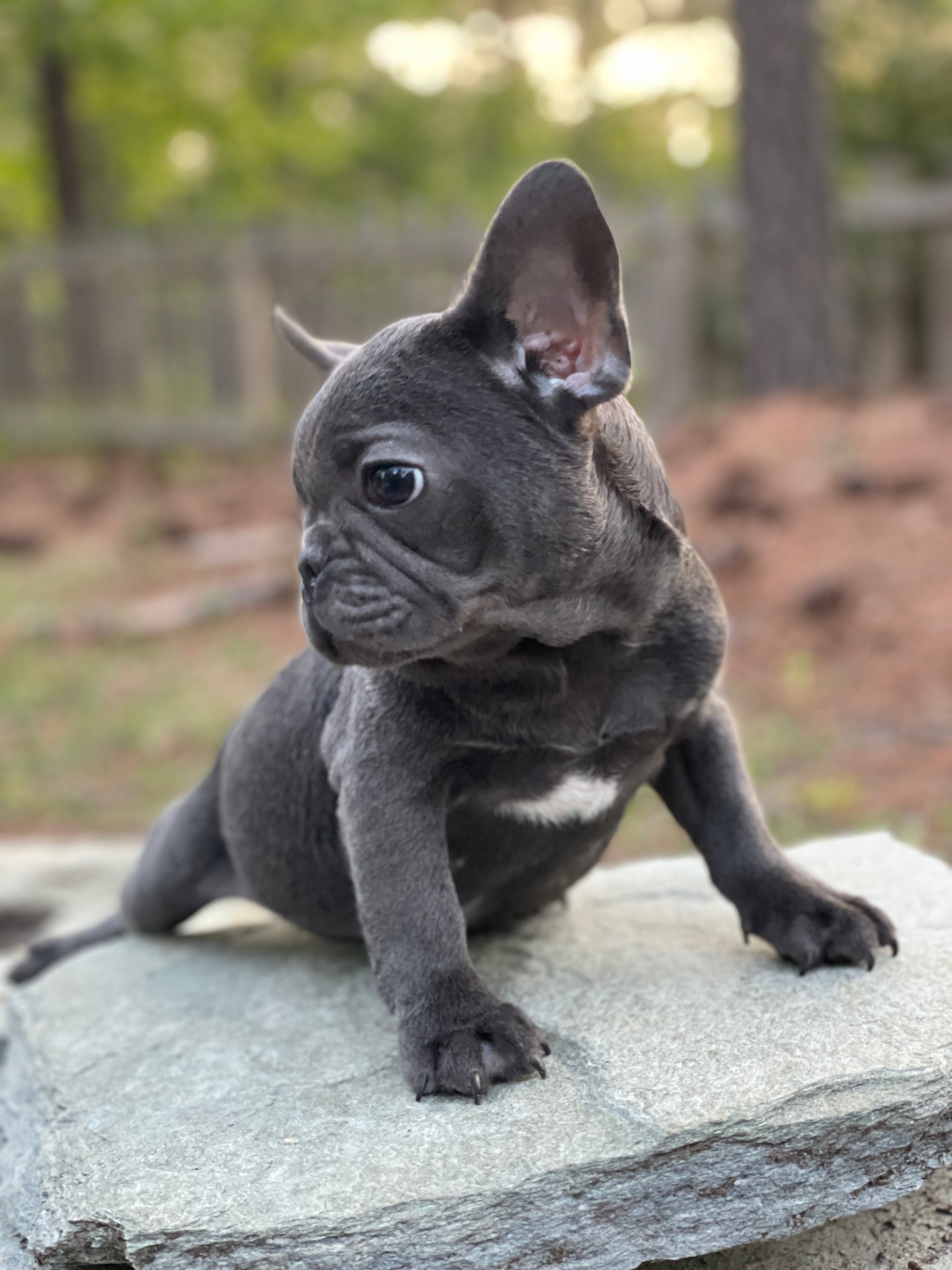 Male French Bulldog Male Puppy For Sale by the Breeder in Sanford