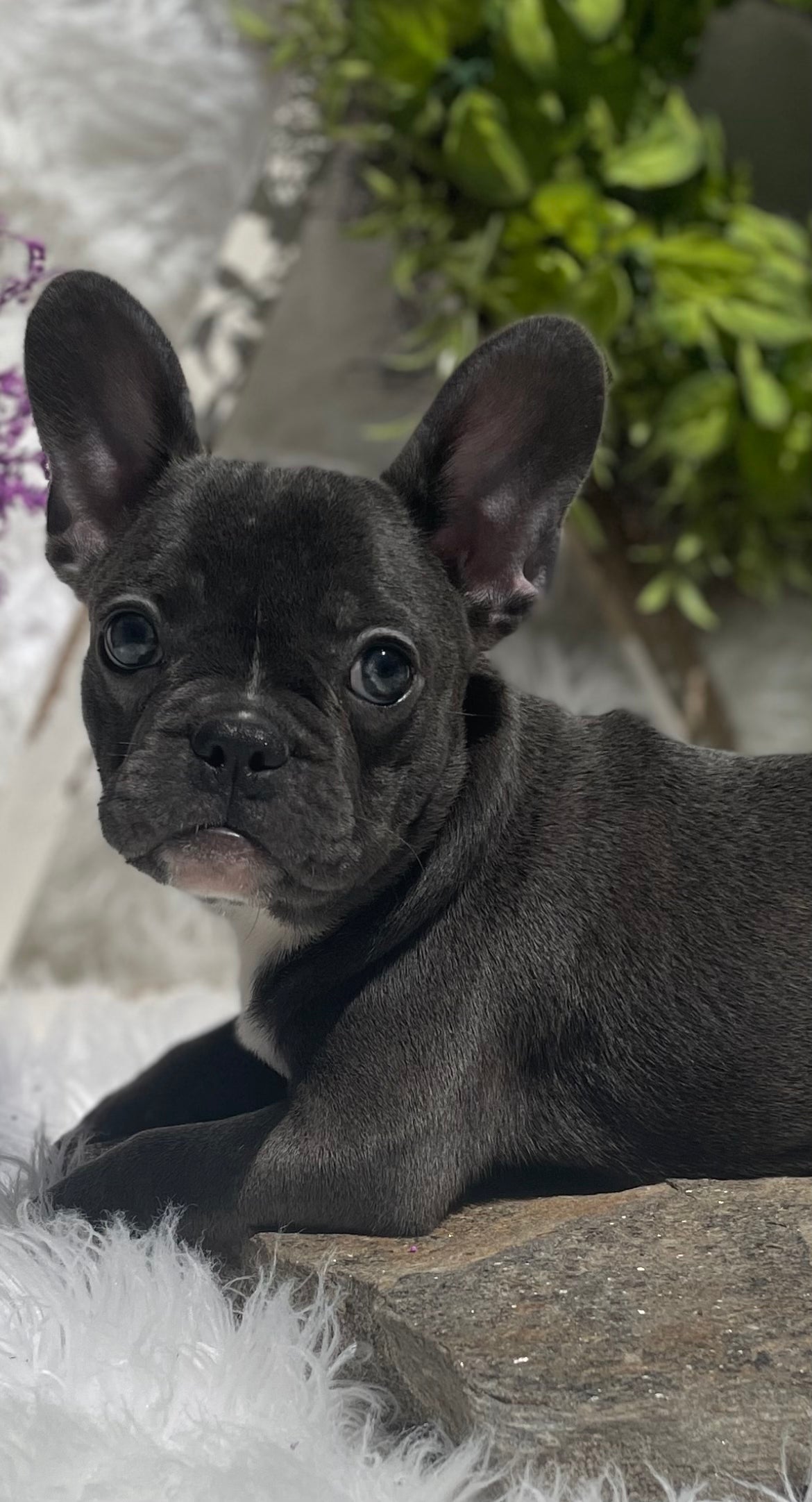 Frenchie dog blue 2024 eyes