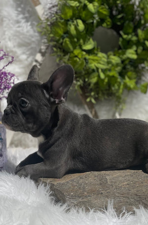 Blue French Bulldog Puppy with blue Eyes. For sale at Sanford North Carolina