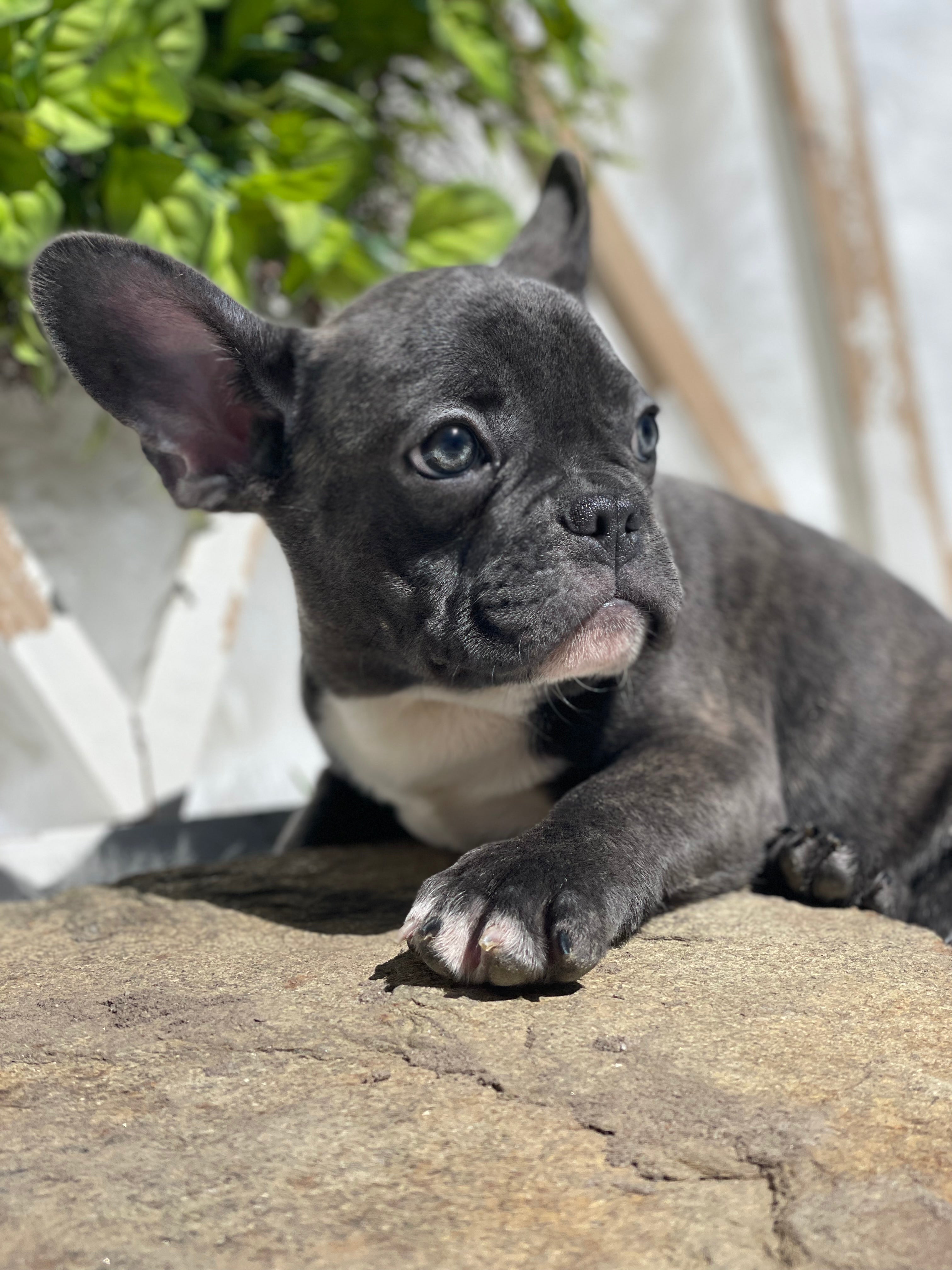 Gray bulldog 2024 with blue eyes