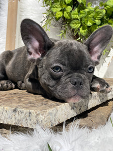 Blue french bulldog puppy with blue eyes. Laying in a rock. For sale in Sanford North Carolina