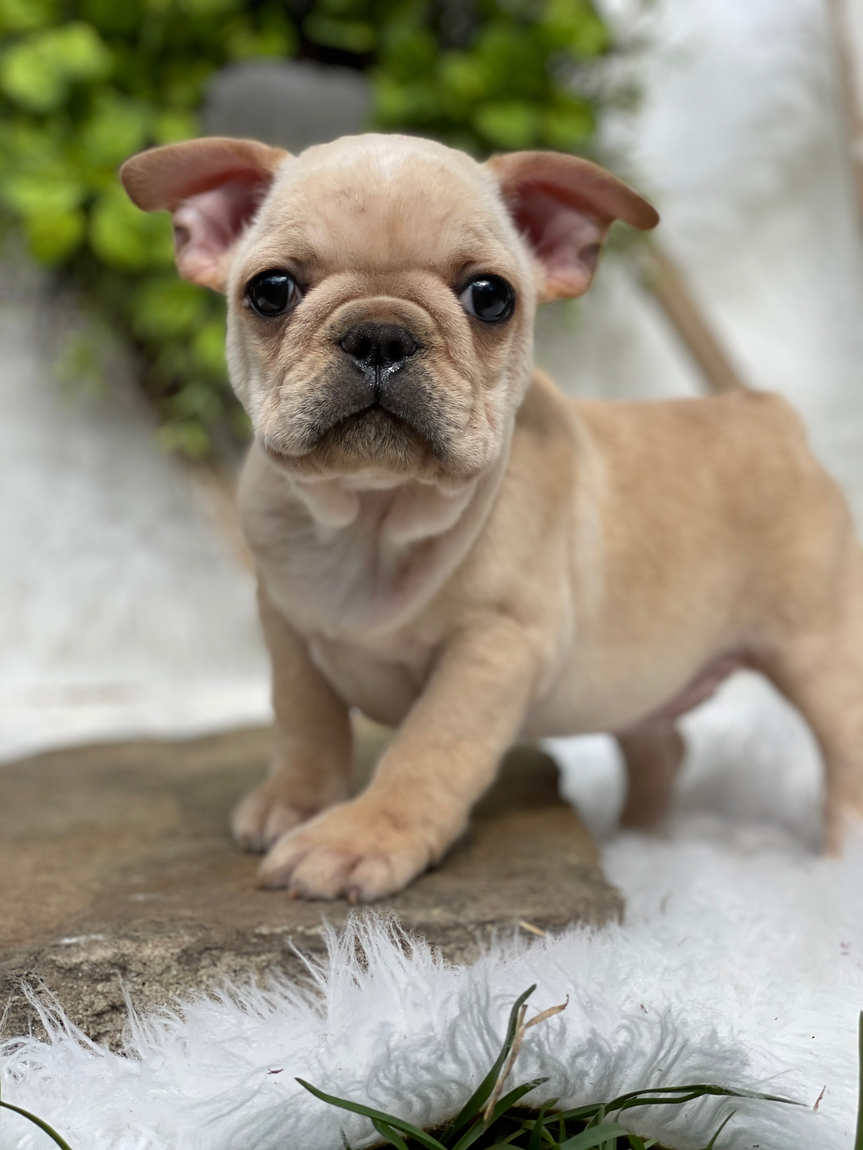 Cream frenchies hotsell for sale