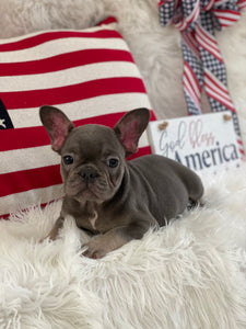 Blue and Tan. French Bulldog Female Puppy sitting next to American flags