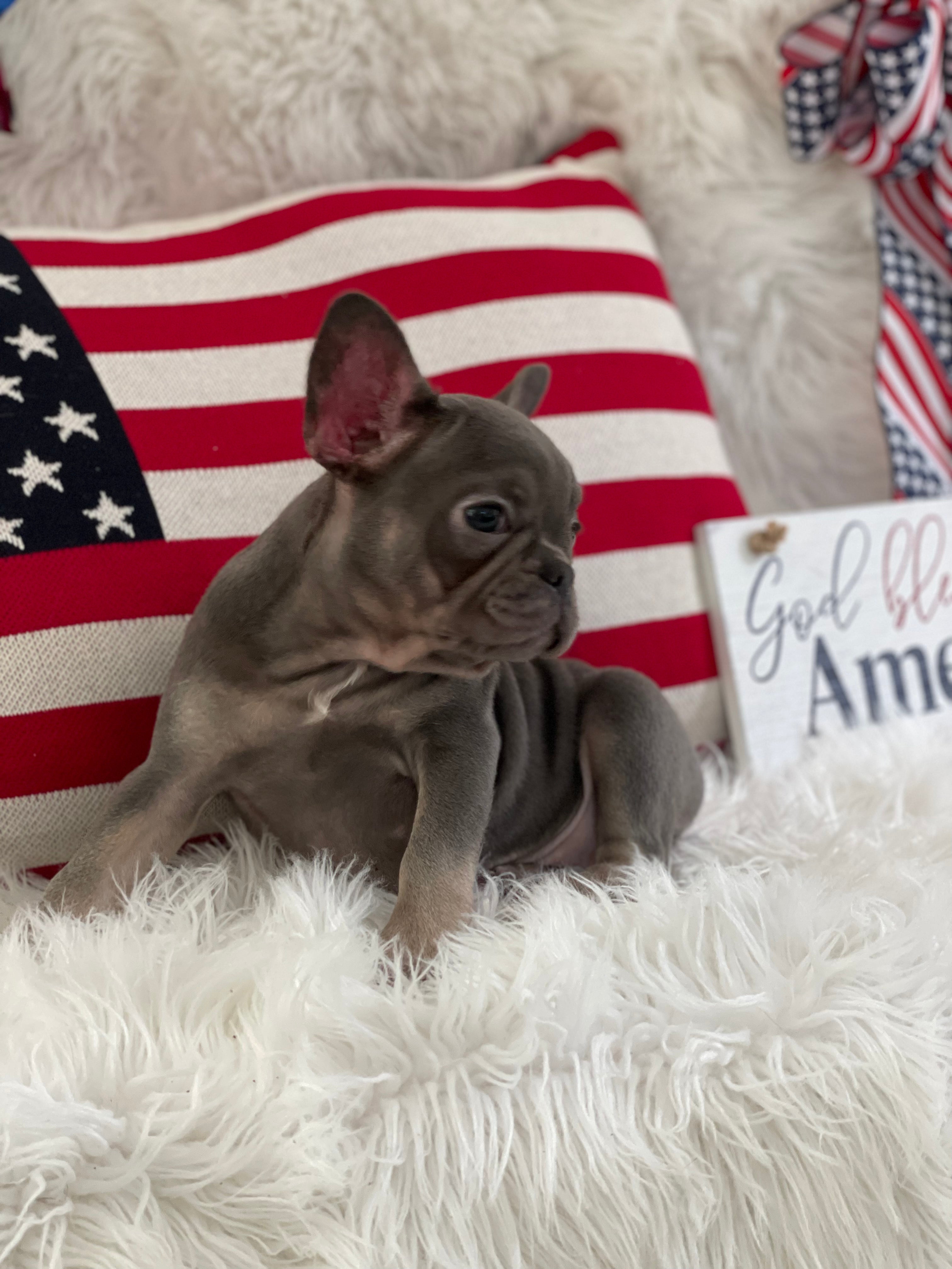 Blue and Tan. French Bulldog Female Puppy sitting next to American flags