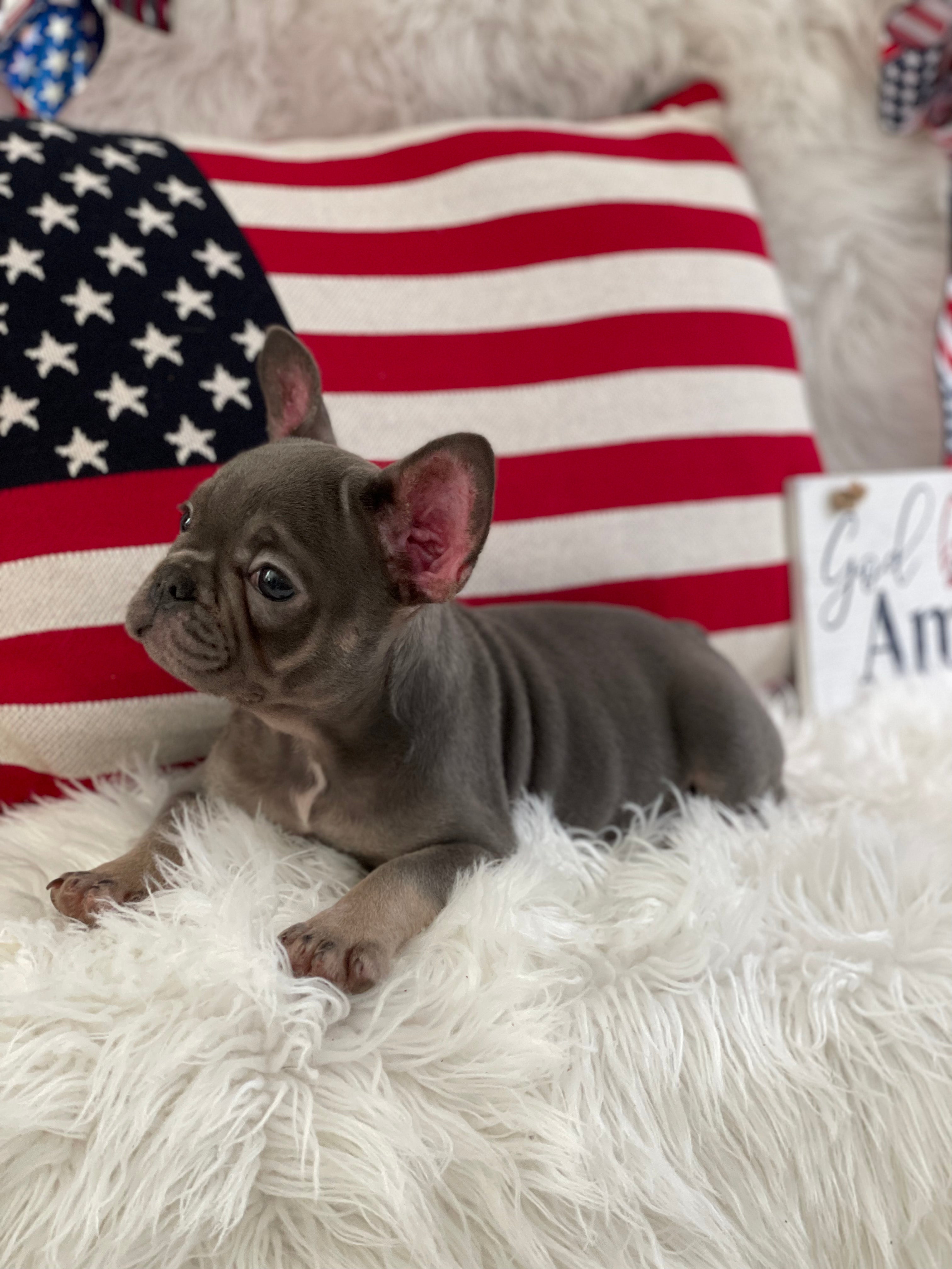 Blue and Tan. French Bulldog Female Puppy sitting next to American flags. For sale in Sanford North Carolina