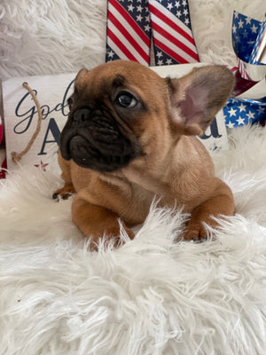Calliope - French Bulldog - Female -  Red Fawn / Black Mask (SOLD)