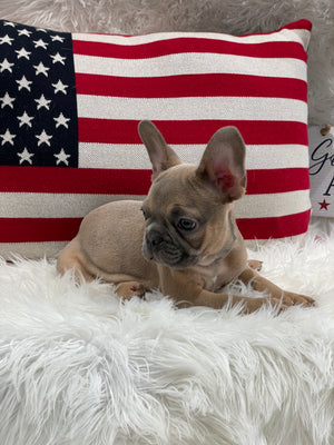 how much is a blue fawn french bulldog