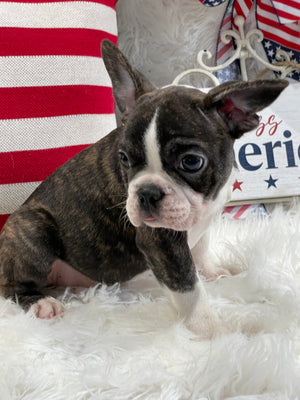 Brindle White Mask Male French Bulldog For Sale In NC