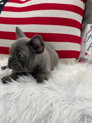 Blue Brindle Male French Bulldog For Sale In Sanford North Carolina