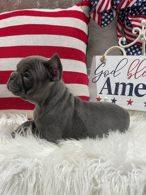 Blue Male French Bulldog For Sale In Sanford NC