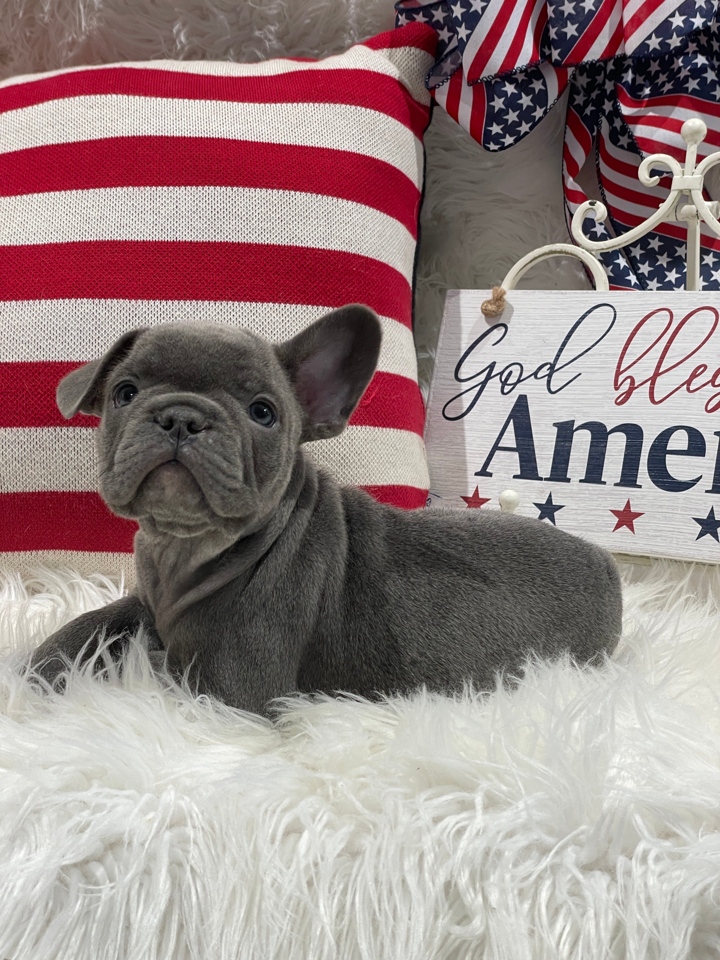 Blue Male French Bulldog For Sale In Sanford NC